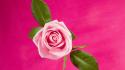 Rose In Deep Pink wallpaper