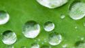 Small Drops On Leaf wallpaper