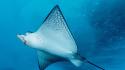 Spotted eagle ray wallpaper