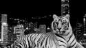 Tiger And The City wallpaper