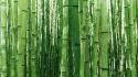 Vista Bambus wallpaper