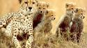 Animals cheetahs feline baby wallpaper