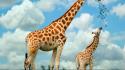 Animals giraffes baby wallpaper