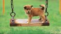 Animals puppies swings baby wallpaper