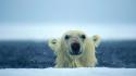Animals water drops polar bears iceberg wallpaper