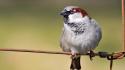 Birds animals sparrow wallpaper