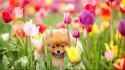 Flowers animals puppies tulips baby wallpaper