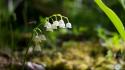 Leaves bokeh lily of the valley white wallpaper