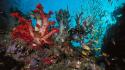 Multicolor fish reef underwater wallpaper