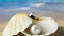 Ocean shells pearls oysters wallpaper