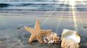 Sunlight starfish seashells depth of field sea wallpaper