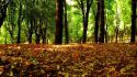 Trees forest leaves brown wallpaper