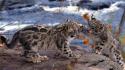Animals baby playing snow leopards wallpaper