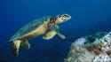 Animals sea turtles underwater wallpaper