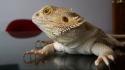 Bearded dragon animals desks lizards reflections wallpaper