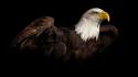 American bald eagle birds wildlife wallpaper