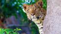 Animals jungle leopards wallpaper