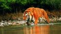 Animals tigers wet wallpaper