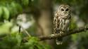 Birds depth of field nature owls trees wallpaper