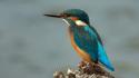 Birds kingfisher wildlife wallpaper