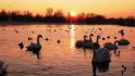Birds landscapes swans water wildlife wallpaper