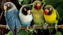 Birds love bird nature parrots wildlife wallpaper