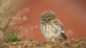 Birds owls wildlife wallpaper