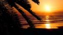 Florida beaches palm trees silhouettes sunset wallpaper