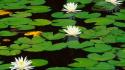 Lily pads nature water lilies wallpaper