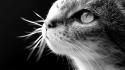 Animals black background cats greyscale wallpaper