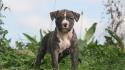 Animals dogs puppies staffordshire terrier wallpaper