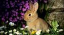 Animals flowers rabbits wallpaper