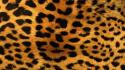 Animals fur leopard print patterns wallpaper