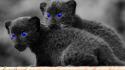 Baby animals blue eyes panthers selective coloring wallpaper