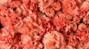 Carnations flowers pink wallpaper