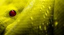 Eyes red reptiles scales snakes wallpaper