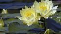 Flowers lily pads water lilies yellow wallpaper