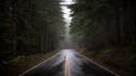Forests nature rain roads trees wallpaper