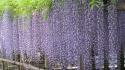 Japan garden nature purple flowers vines wallpaper