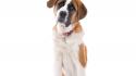 St bernard animals dogs white background young wallpaper