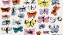 Andy warhol incase butterflies wallpaper