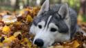 Animals autumn dogs husky leaves wallpaper