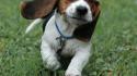 Animals beagle dogs eyes faces wallpaper