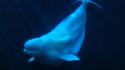 Animals beluga whales nature ocean sea wallpaper