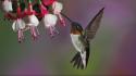 Birds feeding flowers fuchsia hummingbirds wallpaper