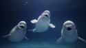 Japan aquarium beluga whales sea water wallpaper
