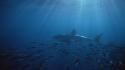 Neptune great white shark islands south australia wallpaper