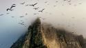 Scotland birds cliffs nature wallpaper