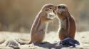 South africa animals capes chipmunks ground wallpaper