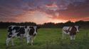 The netherlands cows sunset wallpaper
